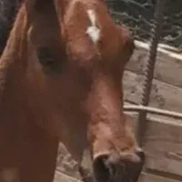 کره نریون اسب.عرب خالص خوزستان|اسب و تجهیزات اسبسواری|شوشتر, |دیوار