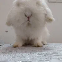 خرگوش ماده اصیل و اسباب بازی خرگوش|موش و خرگوش|مشهد, تربیت (صدف)|دیوار