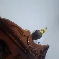 عروس هلندی|پرنده|میاندوآب, |دیوار