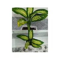 گل طبیعی دیفن باخیا