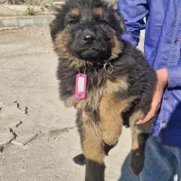 توله ژرمن شپرد اصیل.واکسن و انگل تراپی شده|سگ|مشهد, هنرستان|دیوار