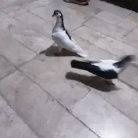 ساده چپ