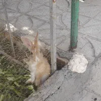 خرگوش