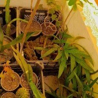 گل گیاه کاکتوس