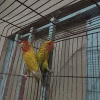 کوتوله برزیلی