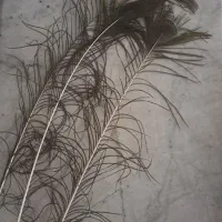 پر طاووس