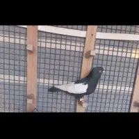 دسته سینه|پرنده|مرودشت, ثبت احوال|دیوار