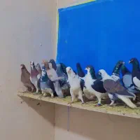 ۱۵۰تا کفتر بوم مشهد و شهرستانی