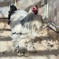 خروس برهما یکساله سربندان