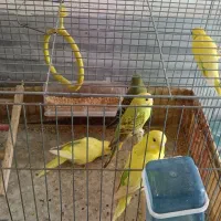 مرغ عشق و عروس هلندی|پرنده|پاکدشت, پاکدشت (مامازند)|دیوار