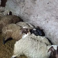 بره نر گوشتی