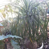 انواع گل لیندا.سیکاس.خرفه