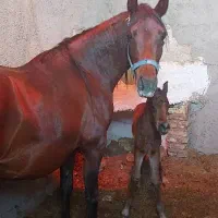 فروش تعدادی اسب اصیل ترکمن کورسی و یرقه