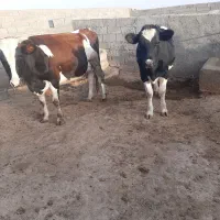 یک راس گاو شیری ویک راس تلیسه آبستن