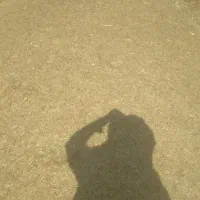 کاه امسال