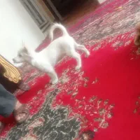 توله اشپیتز گوش روباهی خونگی|سگ|فیروزآباد (فارس), |دیوار