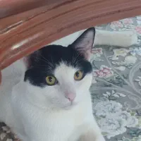 واگذاری گربه ی نر