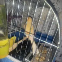 بچم تازه به دنیا اومده  به پرنده حساسیت  داره