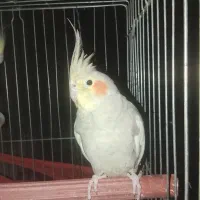 عروس هلندی سرحال بالغ