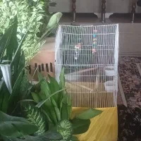 فروش طوطی ملنگو