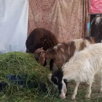 بزغاله و بره درجه یک