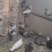 26تا کبوتر پرشی|پرنده|سبزوار, قصبه شرقی|دیوار