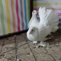 کفتر دم چتری پاپر