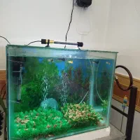 آکواریوم و ماهی قیمت مفت زدم