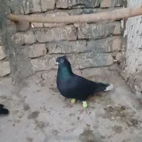 سه تا ماده به شرط تخم