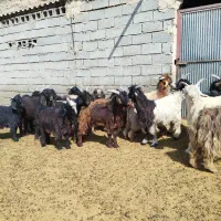 کهره ، بره ، بز|حیوانات مزرعه|شیراز, فرهنگیان|دیوار