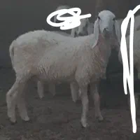 گوسفند