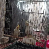 عروس هلندی|پرنده|قزوین, |دیوار