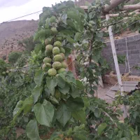 خونه-باغ-نیمه-ساز-شرب-العین-خضراباد-اشکذر