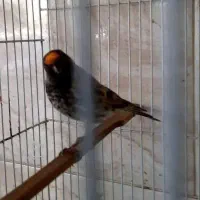 گلبسر نر معاوضه با قناری