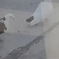 کبوترفراری|پرنده|نمین, |دیوار