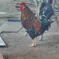 فروش چندتا خروس