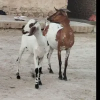 بز کهره دار