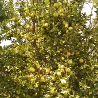اجاره باغ سیب سنتو