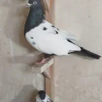 کبوتر|پرنده|گلمکان, |دیوار