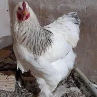 خروس|حیوانات مزرعه|جلفا, |دیوار