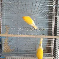 قناری نر پرتغالی|پرنده|تهران, چیتگر شمالی|دیوار