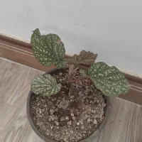 انواع گلها|گل و گیاه طبیعی|زنجان, |دیوار