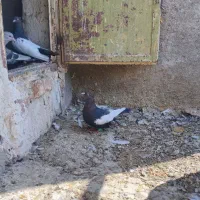 کبوتر