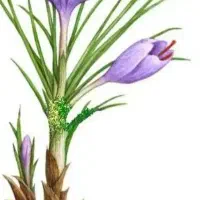 فروش پیاز زعفران درجه یک