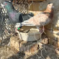 چندتا کفتر هوایی خاطرجمع.جوجه کشی خاطرجمع|پرنده|زاوه, |دیوار