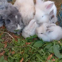 بچه خرگوش های لوپ|موش و خرگوش|یزد, |دیوار