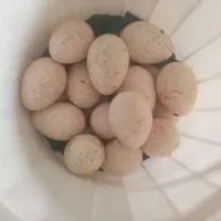 تخم مرغ بقلمو