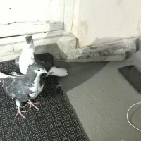 کبوتر..