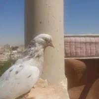 کبوتر|پرنده|خمینی‌شهر, |دیوار