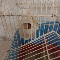 فنج باقفس|پرنده|تبریز, |دیوار